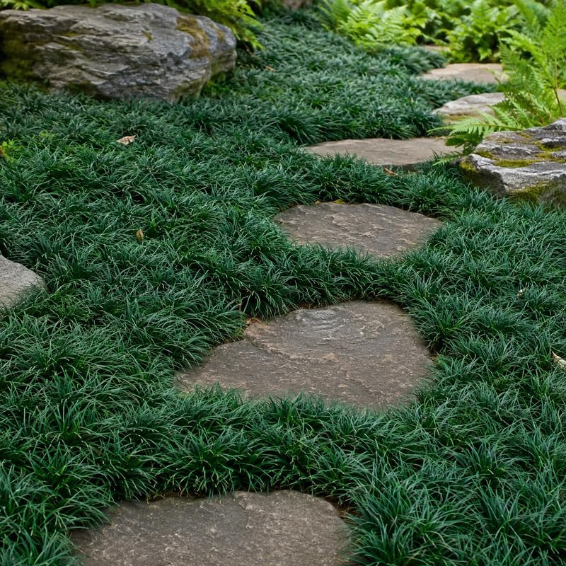 4 Dwarf Mondo Grass Plants Live, 4-8" Tall, Non GMO Ornamental Grass Live Plant, Drought Tolerent, High-Density Ground Cover for Shaded Backyard & Patio Pathway