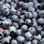 (No Ship to CA, HI, AK) Blueberry Plants Live for Planting - 1 to 2 Feet Tall in 2 Gallon Pot, Fast Growing Blueberries Fruit Trees Live Plants for Patio and Garden