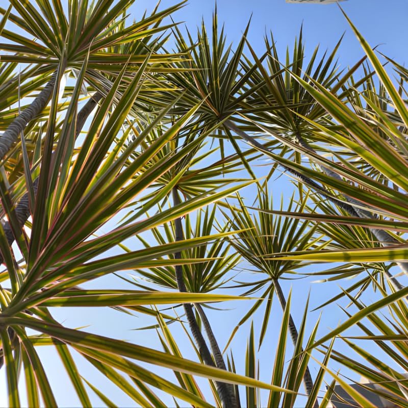 Dragon Tree Live Plant, Dracaena Marginata in 6 Inch Pot, Easy to Maintain Indoor Houseplant, Suitable for Home & Office Décor, Great Birthday Gift