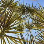 Dragon Tree Live Plant, Dracaena Marginata in 6 Inch Pot, Easy to Maintain Indoor Houseplant, Suitable for Home & Office Décor, Great Birthday Gift