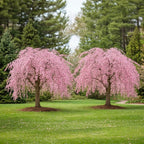 2 Weeping Cherry Blossom Tree Plant, 6-12 Inch Height, Low Maintenance Flowering Cherry Tree, Cherry Blossom Tree Live for Outdoor Gardens or Yard Landscaping