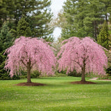 2 Weeping Cherry Blossom Tree Plant, 6-12 Inch Height, Low Maintenance Flowering Cherry Tree, Cherry Blossom Tree Live for Outdoor Gardens or Yard Landscaping