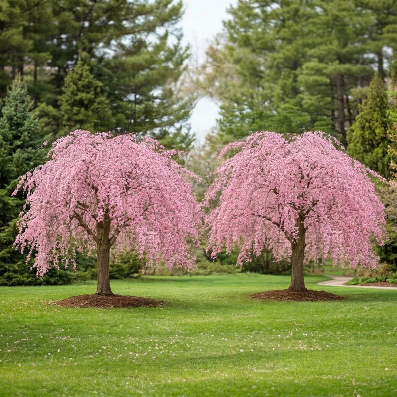 2 Weeping Cherry Blossom Tree Plant, 6-12 Inch Height, Low Maintenance Flowering Cherry Tree, Cherry Blossom Tree Live for Outdoor Gardens or Yard Landscaping
