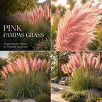 2 Pink Pampas Grass Live Plant, Cortaderia Selloana, Well-Rooted 4" Potted Plant for Privacy Screens and Sunny Spots