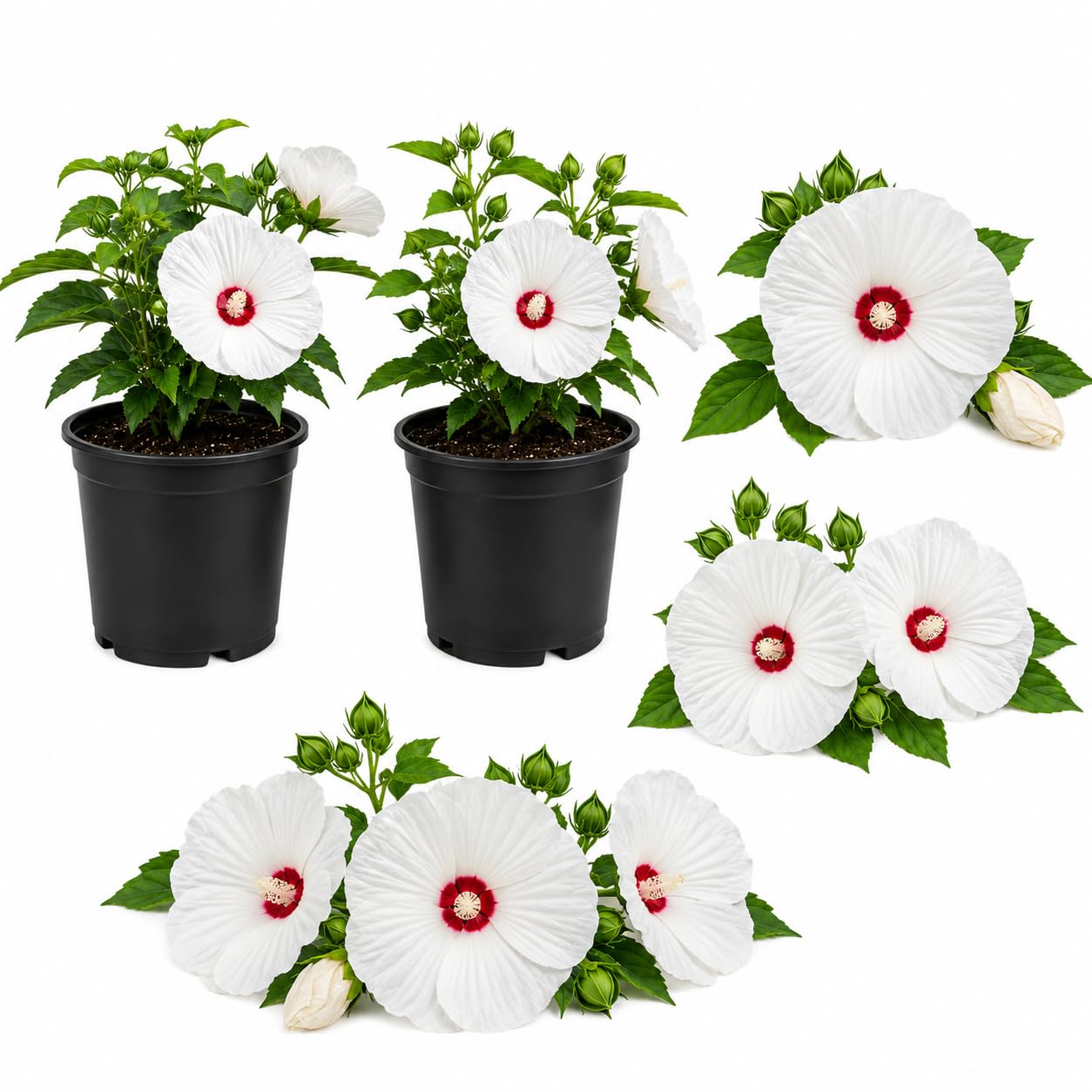 2 Pink Swirl Hardy Hibiscus Plants Live, 4-8" Tall, Well Rooted, Eye-Catching Perennial Hibiscus Tree, Flowering Shrub for Garden & Patio