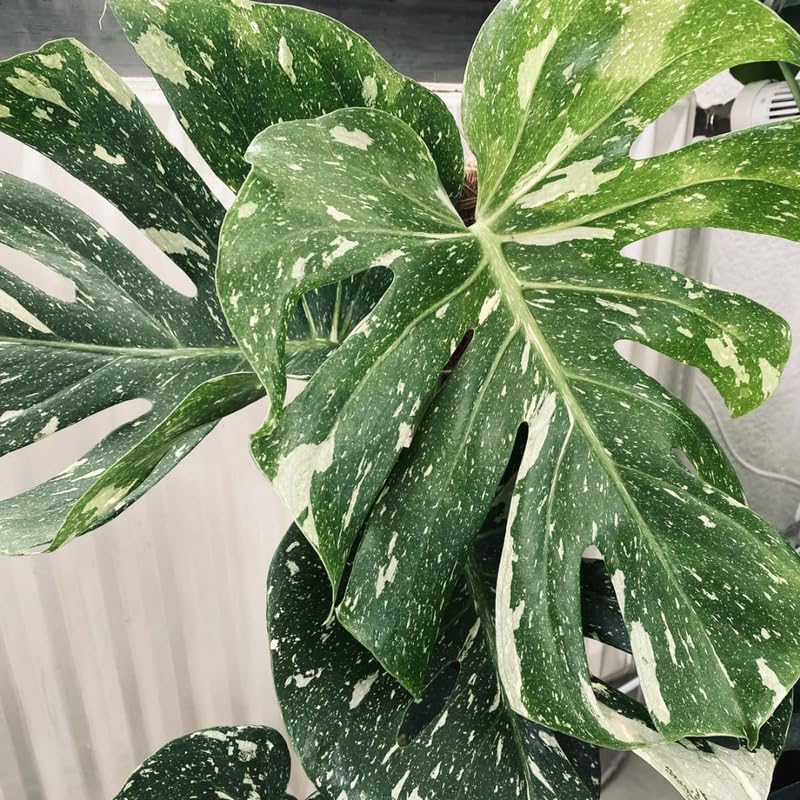 Thai Constellation Monstera Live Plant 4 Inch Tall | Variegated Monstera Plant Live with Creamy White Speckles for Indoor Home Décor