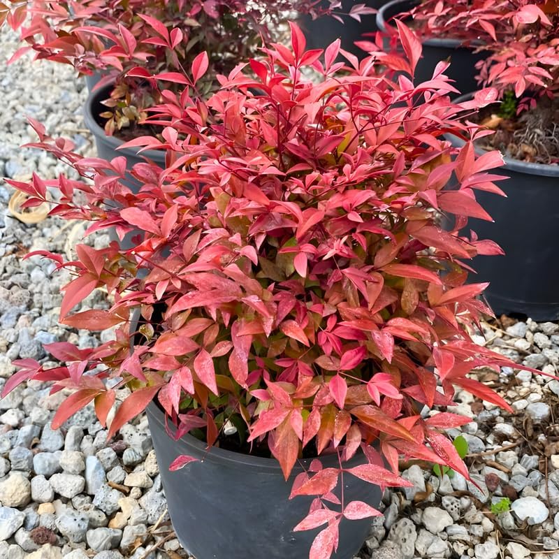 Dwarf Nandina Plant Live | 2.5 Inch Potted Nandina Shrub | Outdoor Bush Plant for Gardens | Suitable for Borders and Yard Planting