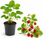 Strawberry Plant in Small Pot, 3-6" Tall Sweet Strawberry Plant Live, High Yield, Fast Growing, Ideal for Garden & Containers