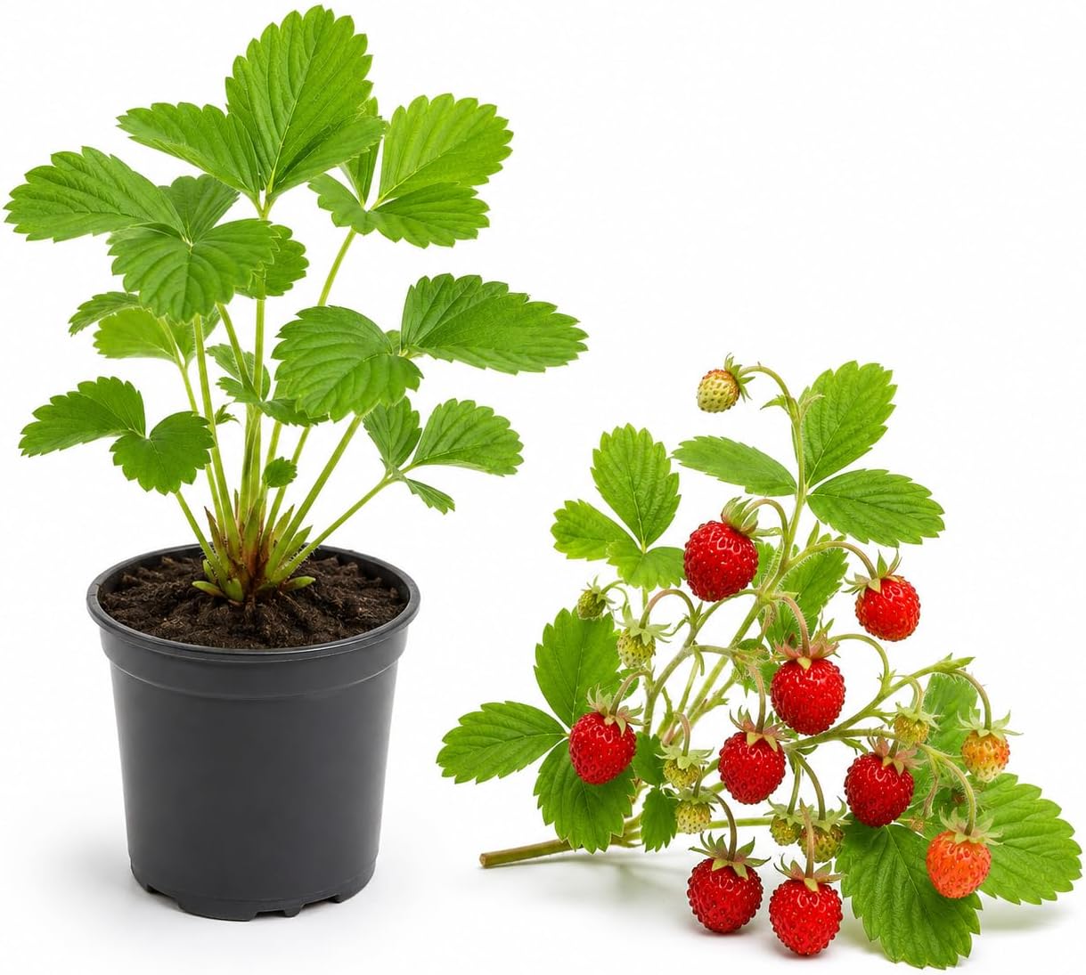 Strawberry Plant in Small Pot, 3-6" Tall Sweet Strawberry Plant Live, High Yield, Fast Growing, Ideal for Garden & Containers