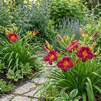 3 Red Volunteer Daylily Plant Bare Roots, Fast Growing, Easy to Grow Daylilies Perennial Plants, Ready to Plant for Outdoor Garden & Landscaping