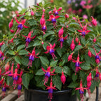 Blue Eyes Fuchsia Plant Live, Gallon Pot, Easy Care, Stunning Double Pink & Purple Trailing Flowers, Ideal for Hanging Baskets, Patio & Garden