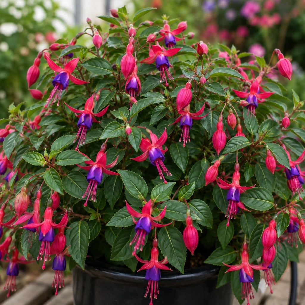 2 Blue Eyes Fuchsia Plant Live, Gallon Pot, Easy to Grow, Vibrant Double Pink & Purple Trailing Flowers, Ideal for Baskets & Gardens