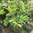 Guava Tree Live Plant 3 Ft Tall | Ruby Guava Tree with Fragrant Blooms & Pink Fruit, Versatile Guava Plants Live for Planting