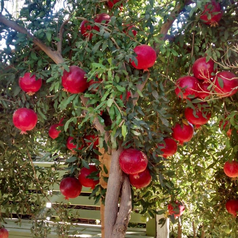 Pomegranate Plant Live in 4 Inch Pot | Salavatski Pomegranate Tree for Planting | Fruit-Bearing Live Pomegranate Plants for Garden, Backyard Orchard & Patio Containers