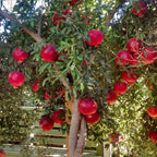 Pomegranate Plant Live in 4 Inch Pot | Salavatski Pomegranate Tree for Planting | Fruit-Bearing Live Pomegranate Plants for Garden, Backyard Orchard & Patio Containers