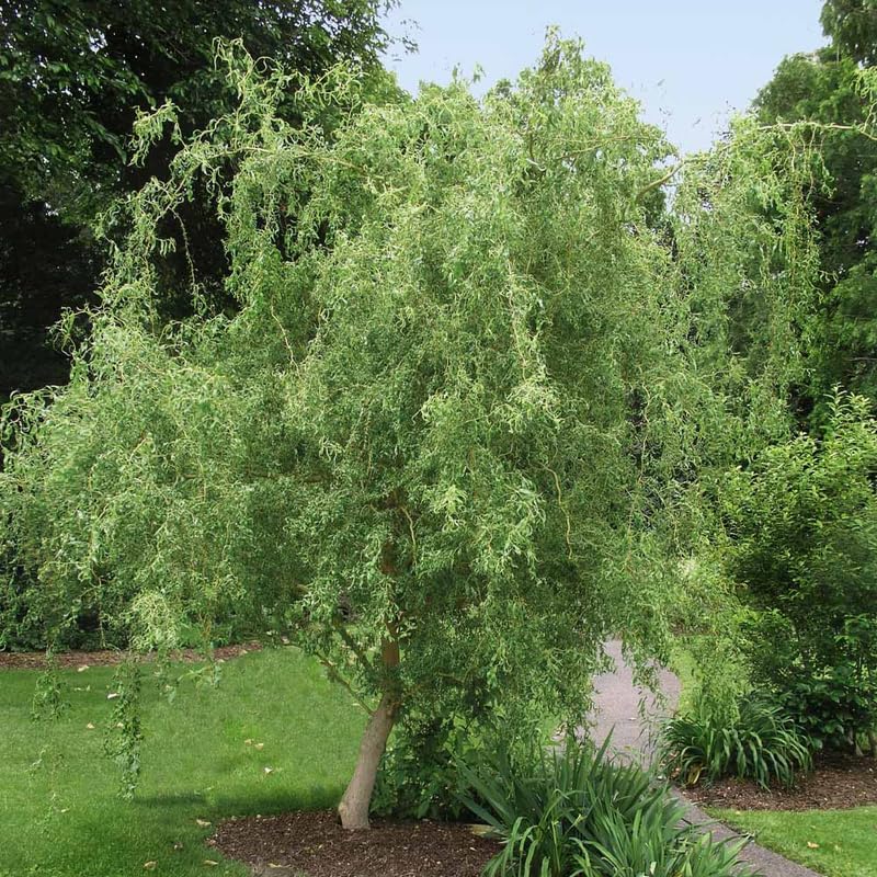 2 Curls Corkscrew Willow Live Plants | 1-2 Feet Tall Bare Root Seedlings | Salix Matsudana Curly Willow | Fast-Growing Trees for Backyard and Patio