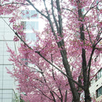 2 Okame Cherry Blossom Tree, 6-12 Inch Tall, Easy Care, Hardy Ornamental Flowering Cherry Tree, Ideal for Yard, Garden & Landscape