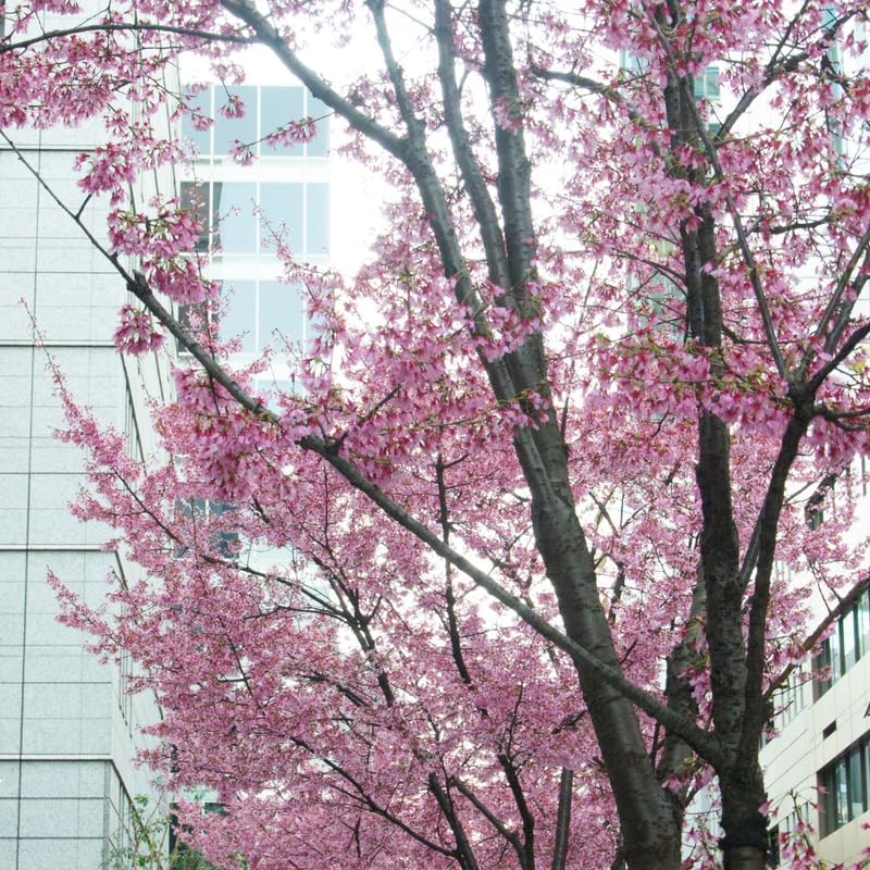 2 Okame Cherry Blossom Tree, 6-12 Inch Tall, Easy Care, Hardy Ornamental Flowering Cherry Tree, Ideal for Yard, Garden & Landscape