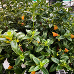 Goldfish Plant Live – 4 Inch Live Potted Houseplant | Trailing Indoor Plant with Orange Blooms