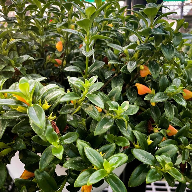 Goldfish Plant Live – 4 Inch Live Potted Houseplant | Trailing Indoor Plant with Orange Blooms