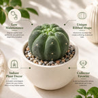 Gymnocalycium Horstii Green Tomato Cactus Plant Live, 4" Pot, Fully Rooted, Easy Care, Unique Ornamental Live Succulent Plant for Home, Office & Indoor Displays