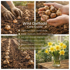 50 Wild Daffodil Bulbs, Lent Lily, Yellow Spring Flowering Perennial for Garden Borders, Cold-Hardy Narcissus for Early Spring Blooms