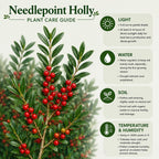Needlepoint Holly Tree Live Plant, Small Size, Easy Care, Dense Evergreen Foliage, Hardy Privacy Hedge Plant for Backyard and Gardens