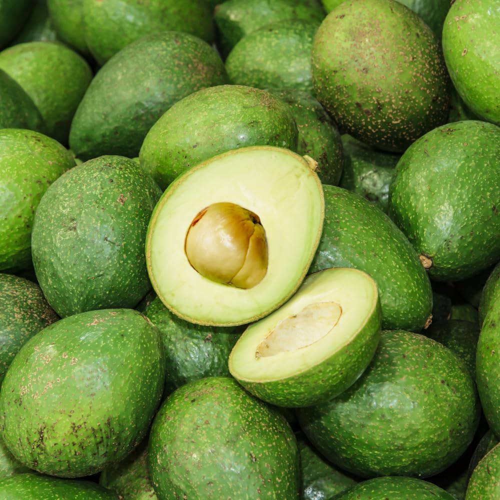 (No Ship to CA,HI,AK) Avocado Tree Live Plant, 3 Gallons Pot, Vigorous Evergreen Shade Tree for Backyard Gardens & Orchard Planting, Grow Delicious Creamy Avocados at Home