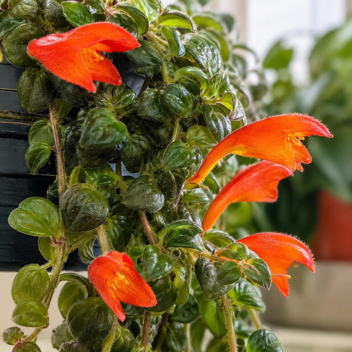 Live Goldfish Cactus Plant (Columnea Long Leaf) 4-6 Inch Tall | Long Leaf Variety, Flowering Trailing Plant Suitable for Gifts & Ideal for Home Interiors
