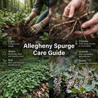 5 Allegheny Spurge Roots, Pachysandra Procumbens, Shady Groundcover for Erosion Control, Cold-Hardy Mountain Spurge