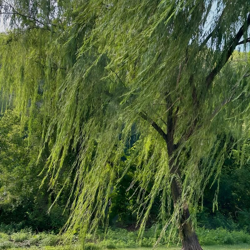 Weeping Willow Live Plants (6–12 Inch) | Elegant Ornamental Shade Tree | Easy-Grow Willow for Lakesides, Gardens & Open Landscapes