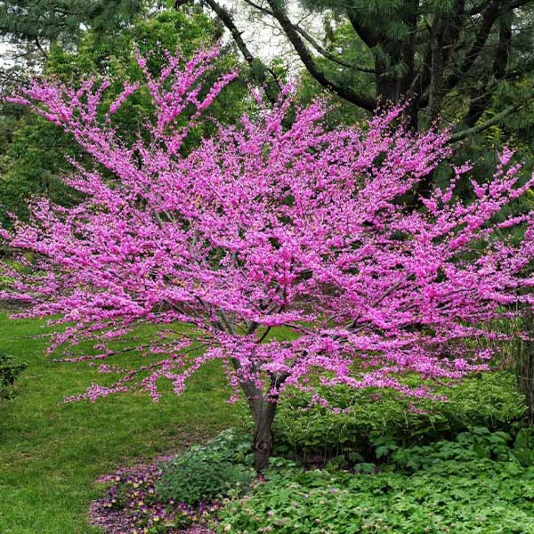 5 Redbud Tree Live Plant – 6 to 12 Inch Tall | Eastern Redbud Live Trees with Beautiful Spring Pink Blossoms | Hardy Native for Landscapes