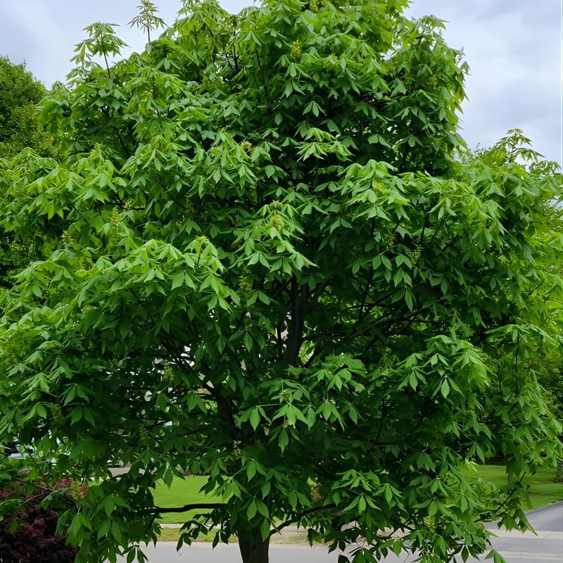 Live American Elm Native Trees 6-12 Inc | Fast-Growing Elm Tree for Boundary Rows & Garden Landscaping | Easy-to-Grow Outdoor Tree
