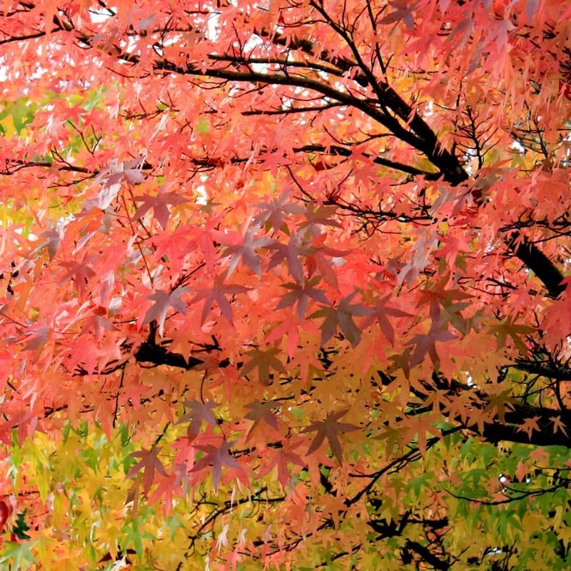 Set 5 Sweet Gum Plants Live – 6–12 Inch Trees | Hardy, Fast-Growing Outdoor Shade Trees