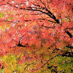 5 Live Sweet Gum Plants – 6–12 Inch Tall | Hardy Native Trees for Outdoor Planting | Fast-Growing Shade Trees