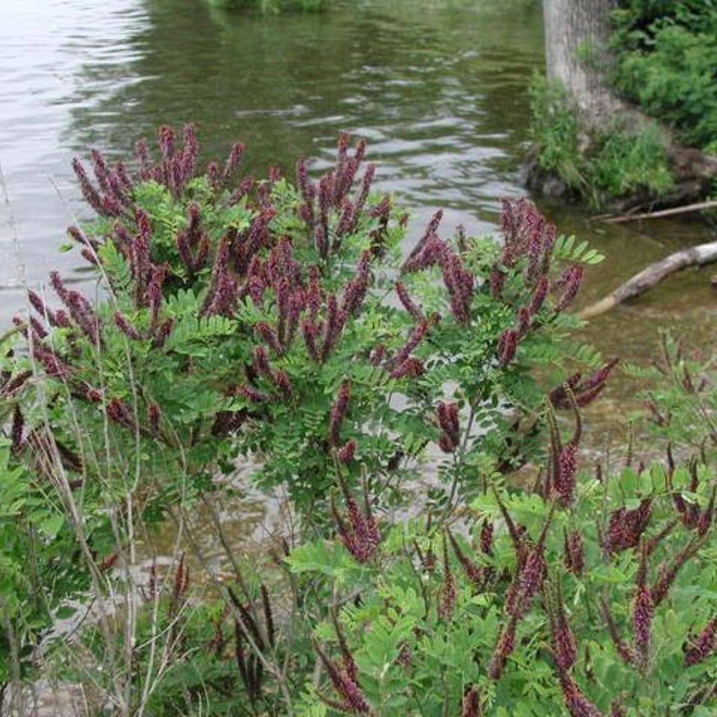 False Indigo Bush Live Plant 6-12 Inch | Amorpha fruticosa | Hardy Flowering Shrub with Deep Purple Spikes | Ideal for Pollinator Gardens & Landscapes