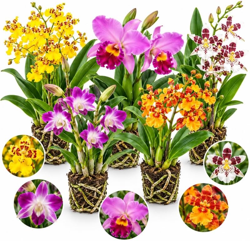 5 Live Orchid Plants Collection, Dendrobium, Cattleya, Oncidium and Other Orchid Varieties, with Orchid Pot, Potting Media and Care Guide Included