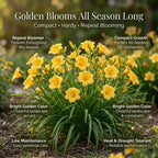 25 Stella de Oro Daylily Roots, Reblooming Yellow Perennial Roots for Garden Borders, Cold-Hardy Miniature Golden Daylily