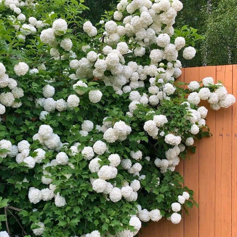 2 Japanese Snowball Bush Live Plants | Snowball Bush Live Plant for Gardens | 1–2 Feet Tall Bare Root Shrubs | Great for Borders, Hedges, and Landscape Design