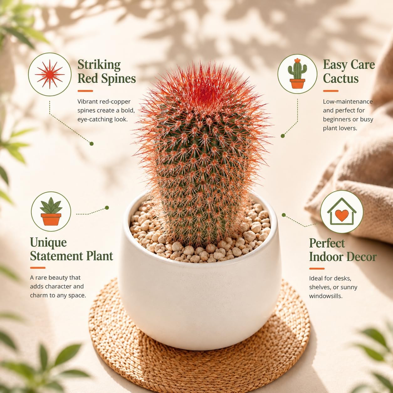 2 Live Cactus Plants Red Head (Mammillaria Spinosissima), 4" Pot, Fully Rooted, Low Maintenance Rare Succulent Plant Live, Ideal for Succulent Collections & Indoor Décor