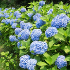 2 Blue Hydrangea Tree Live Plants | 6-18 Inch Bare Root Seedlings | Low Maintenance Flowering Shrub | Well-Rooted Plants for Garden
