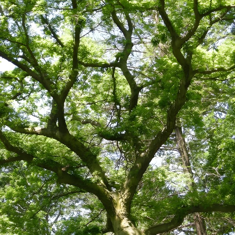 4 Live Hackberry Tree, 12-24" Tall Bare Root, Easy to Grow Native Shade Tree, Resilient Plant for Garden and Large Landscapes