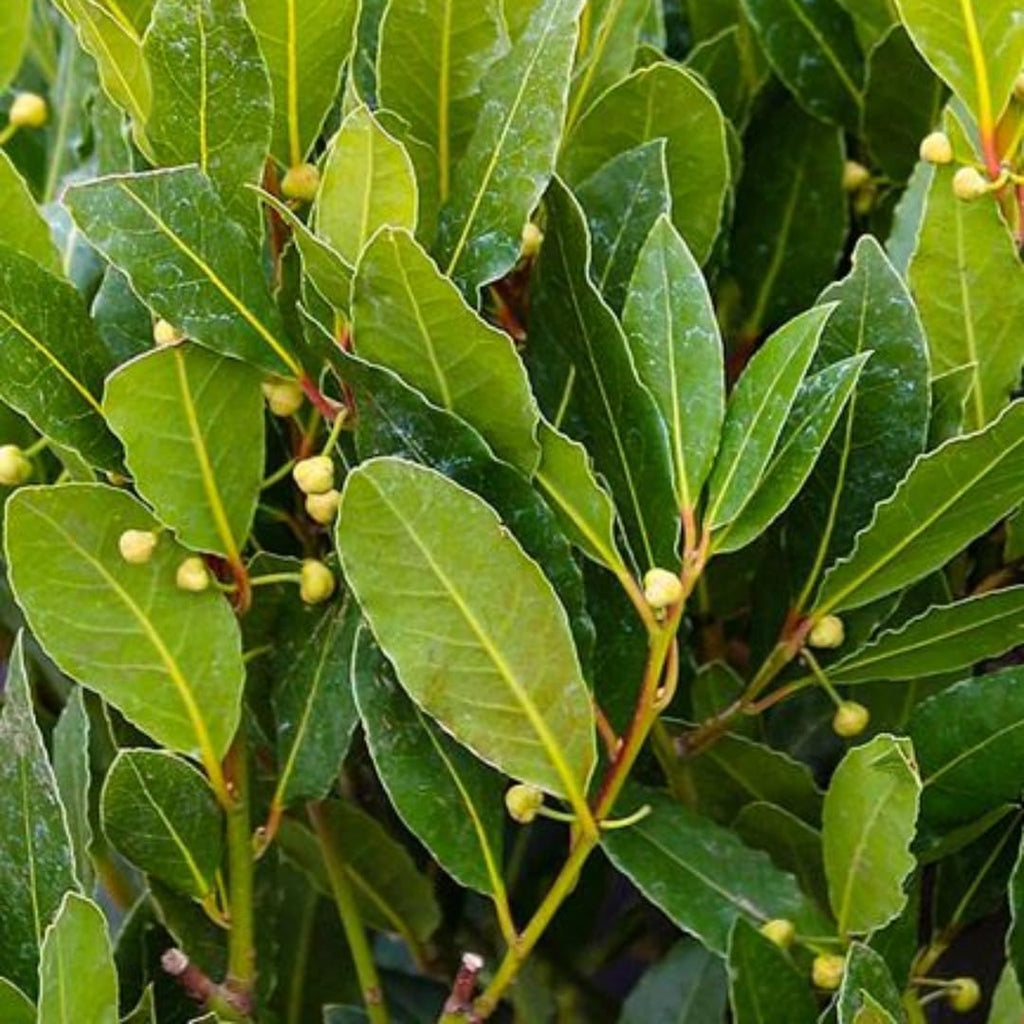 Bay Leaf Tree Live Plant | Laurus Nobilis Sweet Bay Tree | Bay Laurel Plant - 6 to 10 Inch Tall Starter Plant for Home & Garden, Well-Rooted
