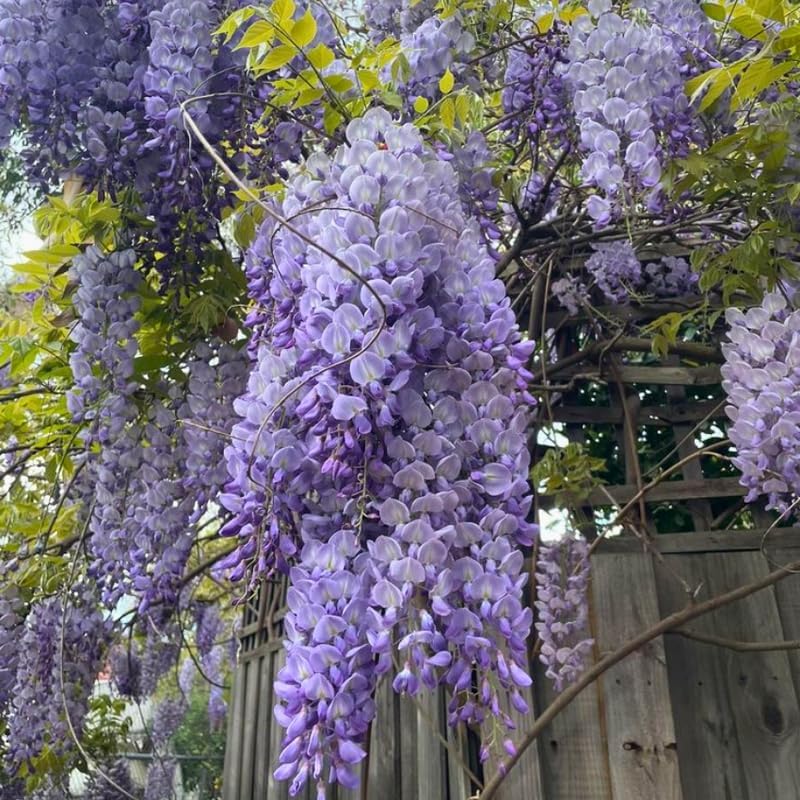 4 American Purple Wisteria Amethyst Wisteria Live Plant 12-24 Inch Tall, Hardy, Easy-Care Climbing Vine for Landscapes, Fences & Outdoor Garden Décor