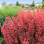 2 Burning Bush Shrub | 8-12 Inch Bare Root Seedlings | Low Maintenance Flowering Deciduous Shrub | Robust Well-Rooted Plants for Home Garden