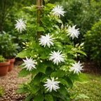 2 Jasmine Plant Live, 4 Inch Tall Belle of India Jasmine Vine Plant Live, Low Maintenance, Lush Tropical Plant with Sweet-Scented White Flowers, Ideal for Indoor and Outdoor Space