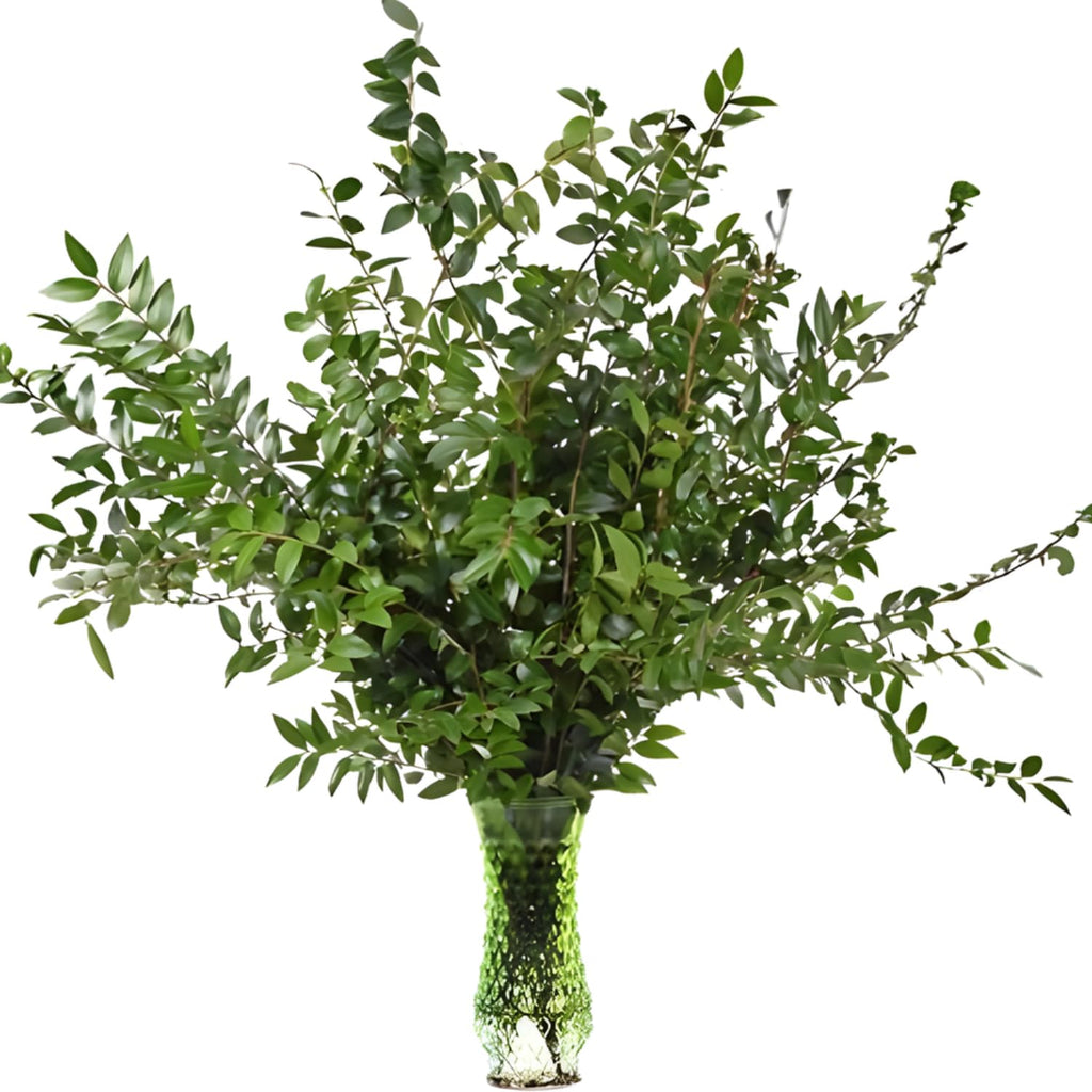Baby Blue Eucalyptus Plant Live in 2.5 Inch Pot | Real Eucalyptus Plant for Planting Outdoors or Indoors | Fresh Aromatic Foliage | Easy-Growing Eucalyptus for Garden, Patio & Home Décor