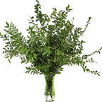 Baby Blue Eucalyptus Plant Live in 2.5 Inch Pot | Real Eucalyptus Plant for Planting Outdoors or Indoors | Fresh Aromatic Foliage | Easy-Growing Eucalyptus for Garden, Patio & Home Décor