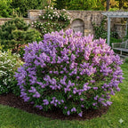 Purple Lilac Bush Live Plant in Medium Pot, 8-12" Tall Fast Growing Lilac Plants Live, Easy Care, Fragrant Flowering Shrubs, Perfect for Gardens & Landscaping