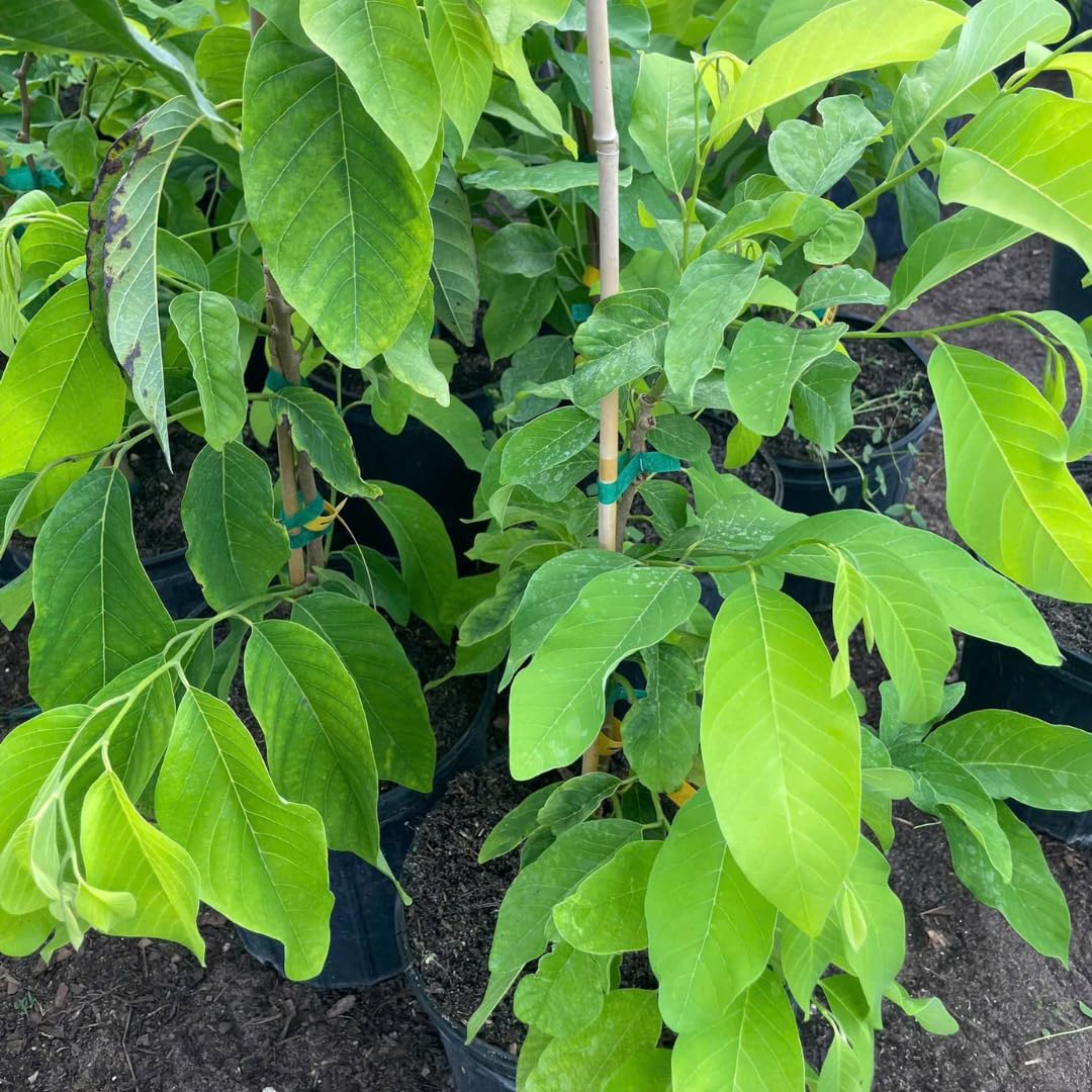 Green Sugar Apple Tree Live Plant, 2-3 Ft Tall in 3 Gallon Pot, Low Maintenance Tropical Fruit Tree for Backyard Orchard (No Ship to CA, HI, AK)